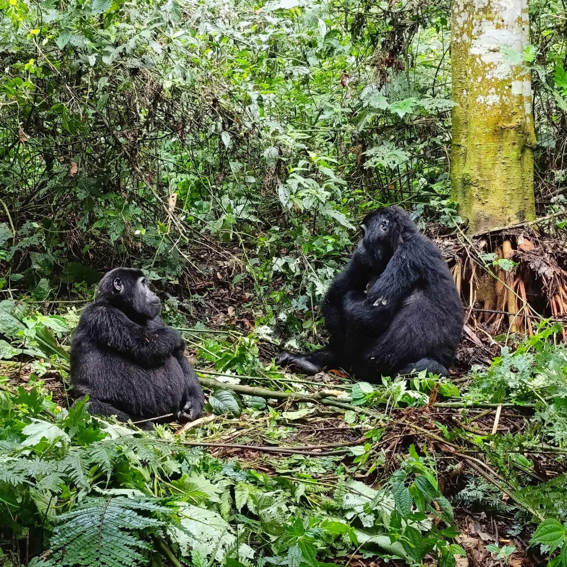 Yha kenya travel gorilla trekking tour in uganda 11 