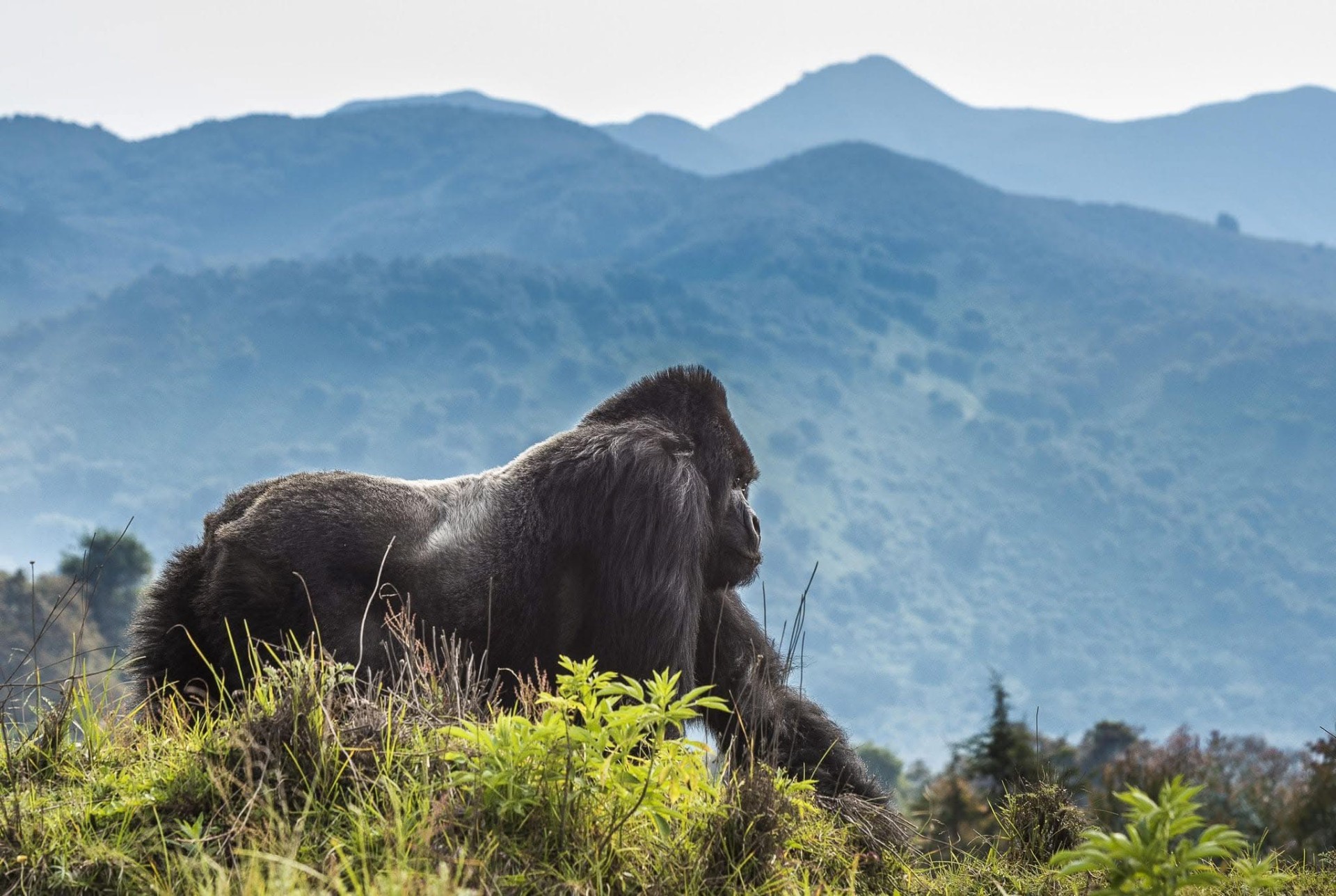 Yha kenya travel gorilla trekking tour in uganda 16 