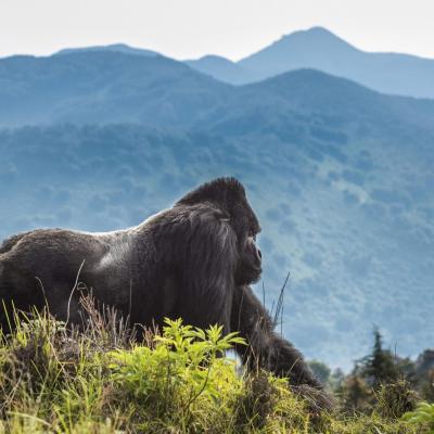 Yha kenya travel gorilla trekking tour in uganda 16 