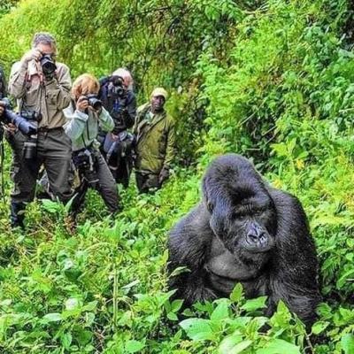 Yha kenya travel gorilla trekking tour in uganda 19 