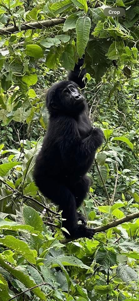 Yha kenya travel gorilla trekking tour in uganda 2 