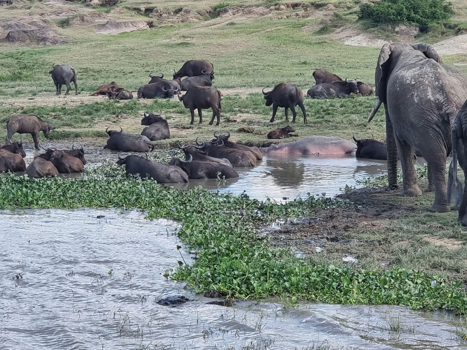 Yha kenya travel gorilla trekking tour in uganda 23 