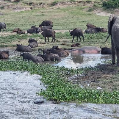 Yha kenya travel gorilla trekking tour in uganda 23 