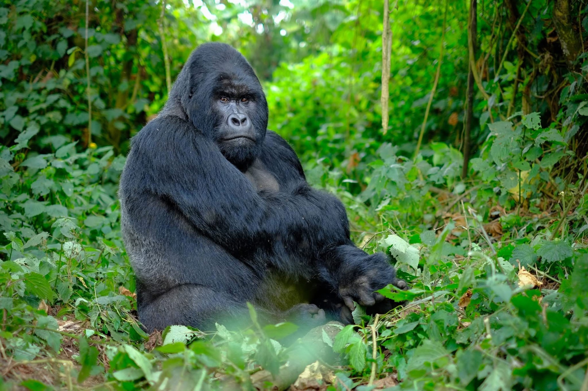 Yha kenya travel gorilla trekking tour in uganda 4 