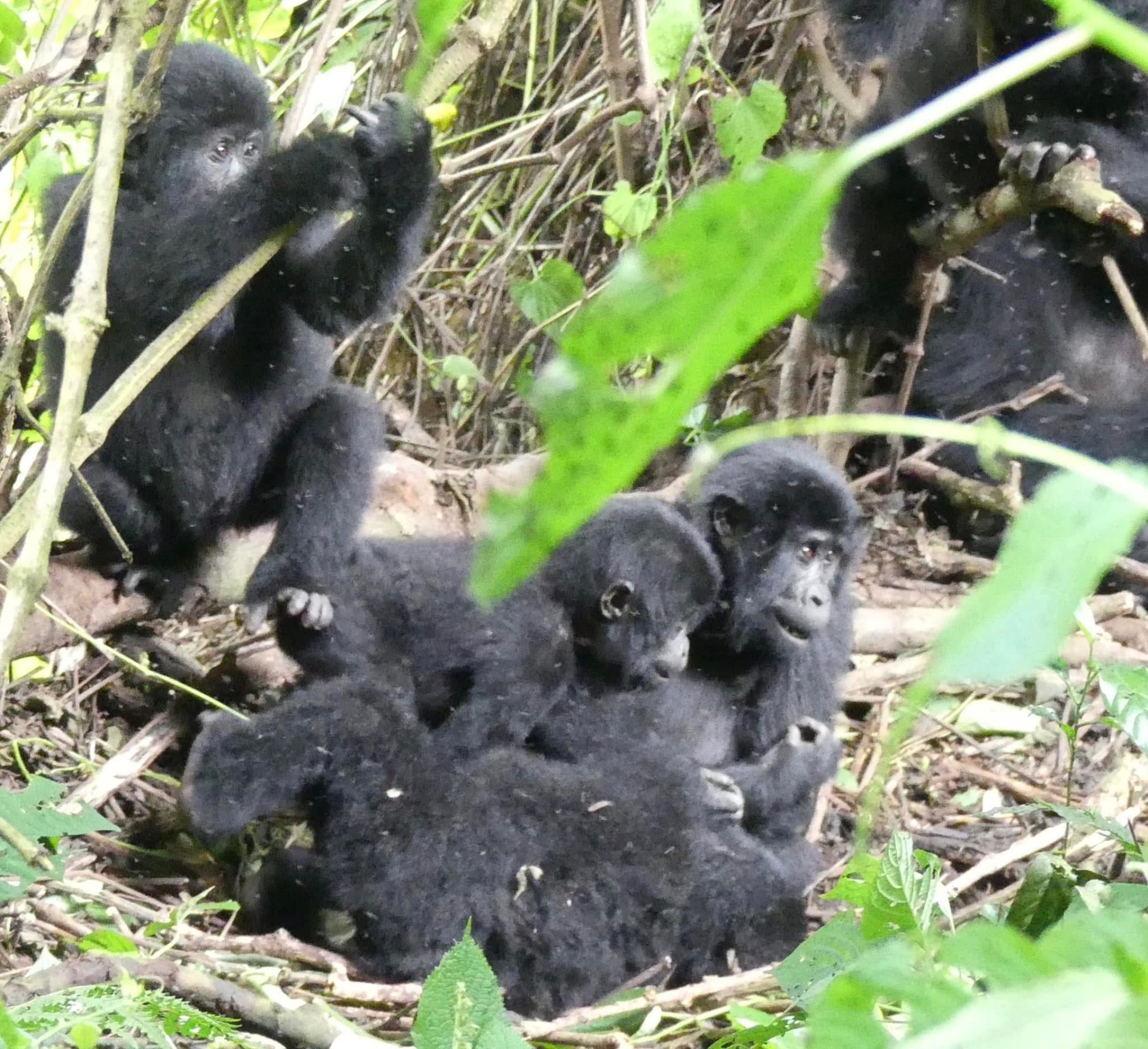 Yha kenya travel gorilla trekking tour in uganda 5 