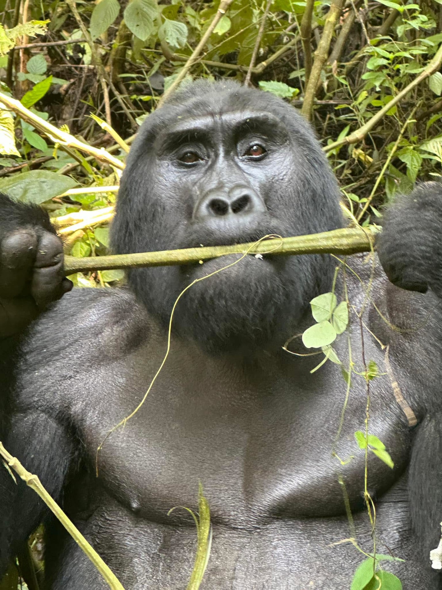 Yha kenya travel gorilla trekking tour in uganda 6 