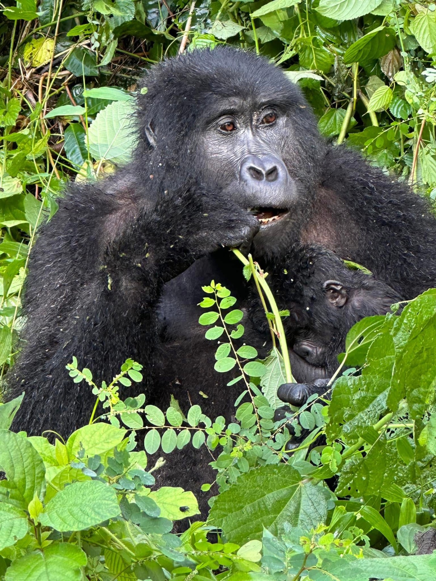 Yha kenya travel gorilla trekking tour in uganda 7 