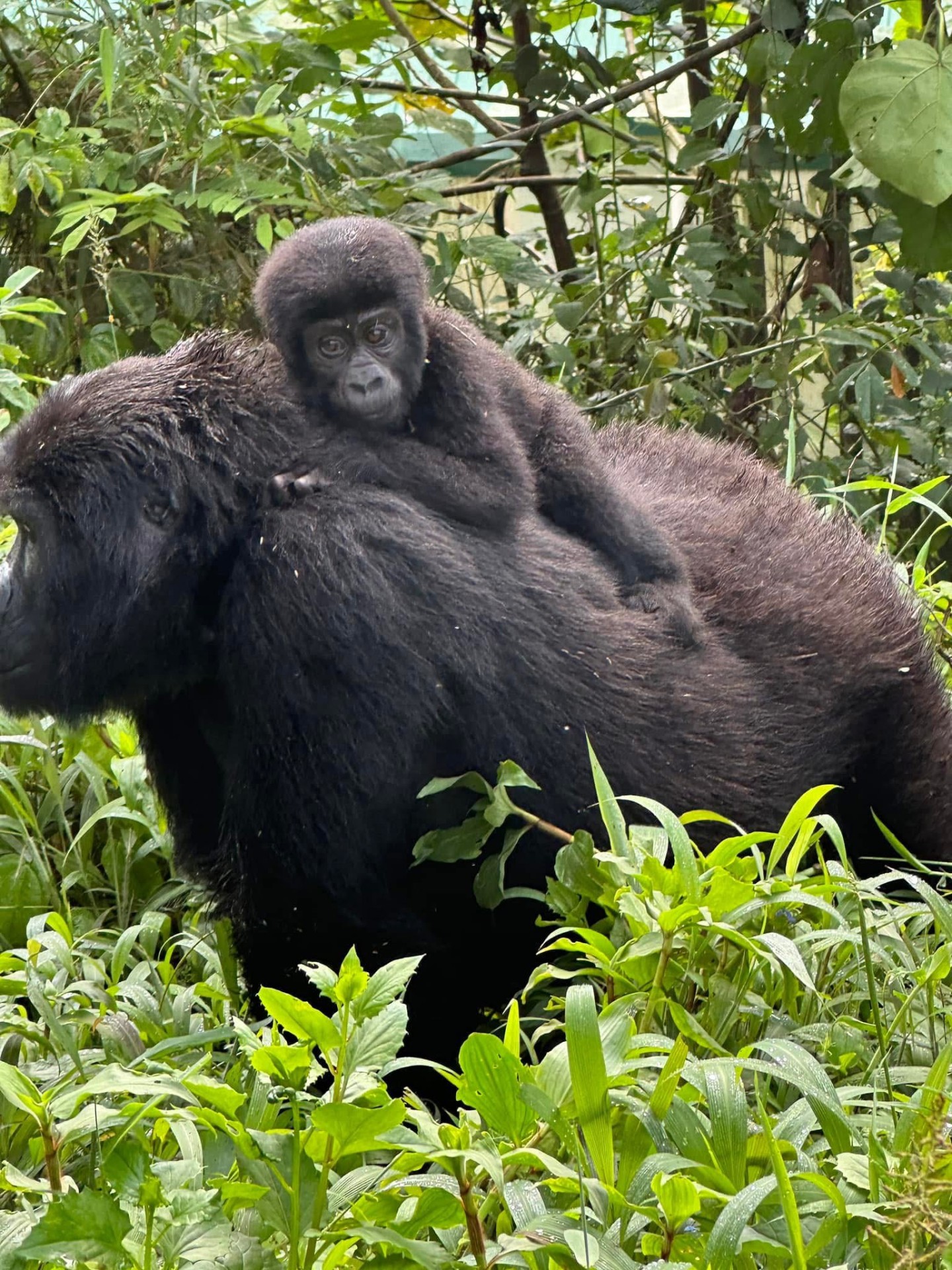 Yha kenya travel gorilla trekking tour in uganda 9 