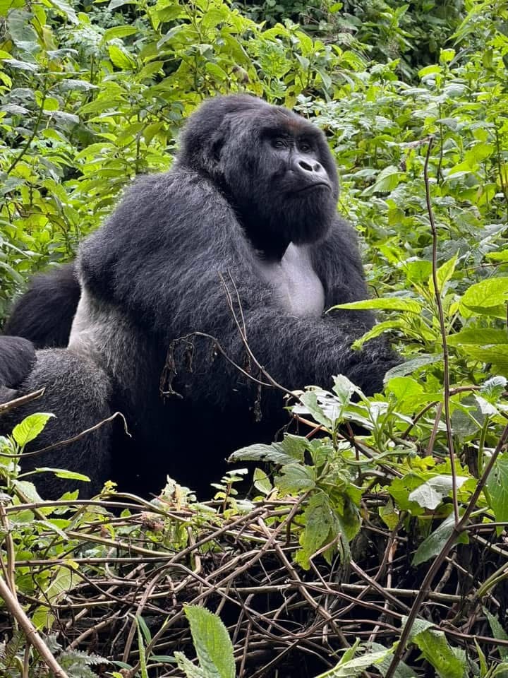 Yha kenya travel gorilla trekking tour in uganda