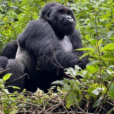 Yha kenya travel gorilla trekking tour in uganda