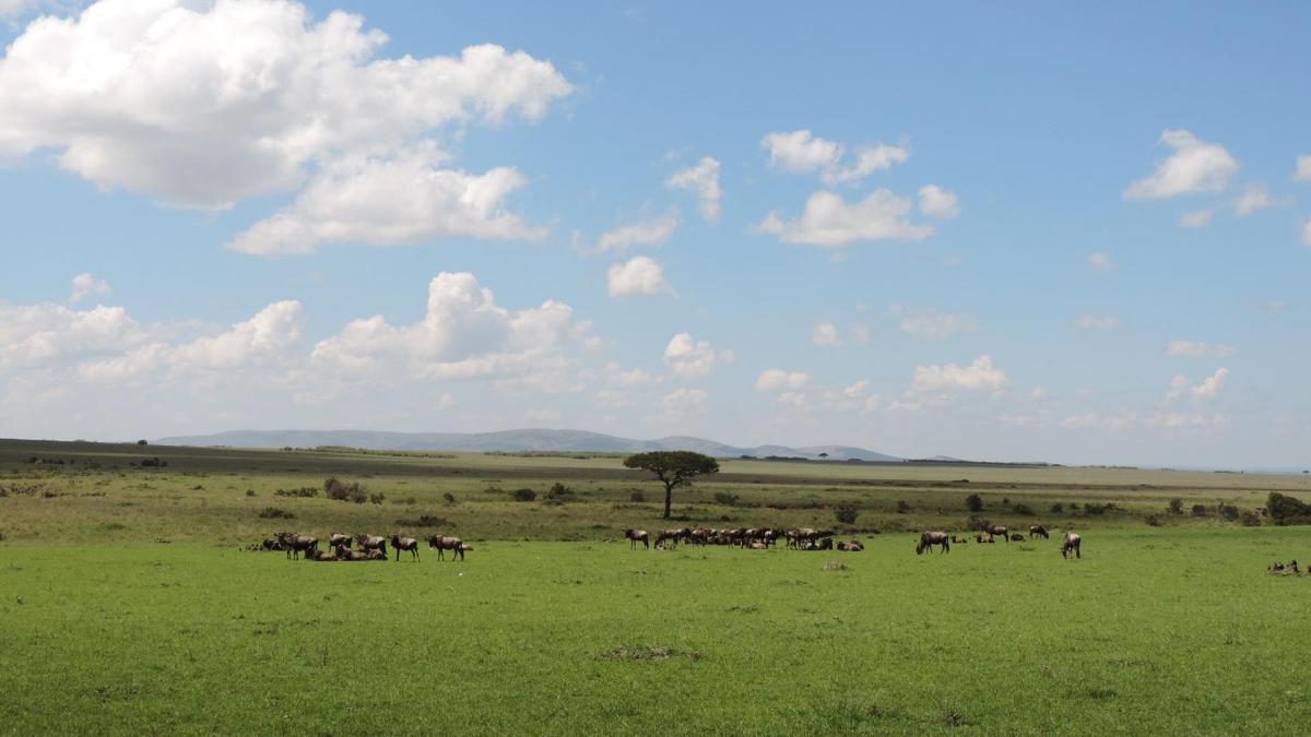 Great Wildebeest Migration in Masai Mara/Active Adventures /YHA Kenya Travel Tours Safaris.