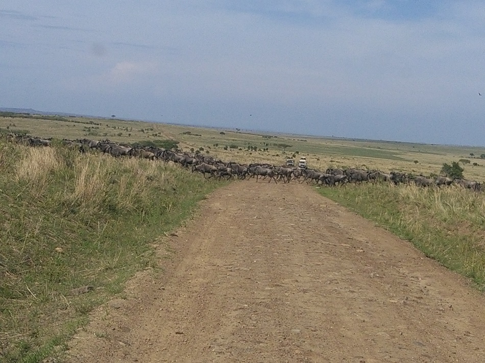 Wildebeest Migration Safaris, YHA Kenya Travel, Kenya Adventure Safaris, Big Five Animals, Safari Bookings.